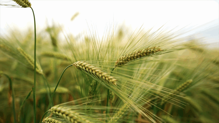 Campi Demo Grano | 19 Maggio 2026