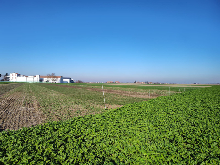 Visita campo prova Cover Crops | 13 Marzo 2026