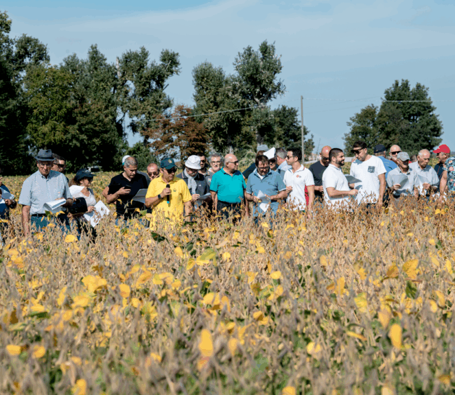 Campo confronto varietale soia