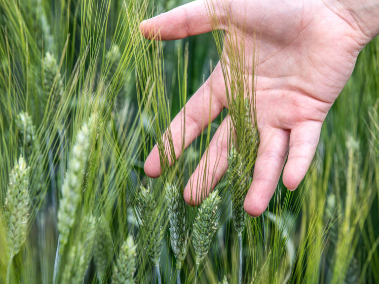 Campi varietali di Grano – 21 Maggio 2025 a Copparo